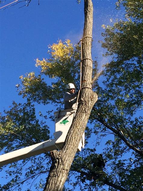 Tree Removal & Trimming Fawn Creek Ks 